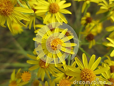 A close up of bright yellow flowers of the Jacobaea vulgaris (Senecio jacobaea). Flowers of common ragwort Stock Photo