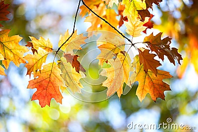 Close up of bright yellow and red maple leaves on fall tree branches with vibrant blurred background in autumn park Stock Photo