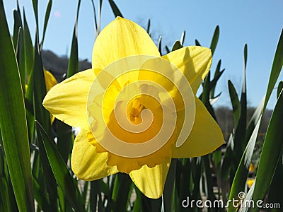 Bright yellow spring daffodil with sunlight shining thought the petals against a bright blue sky Stock Photo