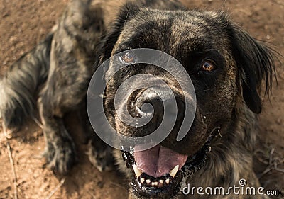 Close-up of a brindle boerboel retriever dog smiling into the camera. Stock Photo