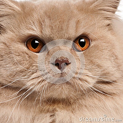 Close-up of British longhair cat Stock Photo