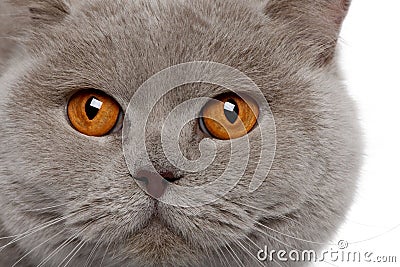 Close up of a british shorthair (4 years old) Stock Photo