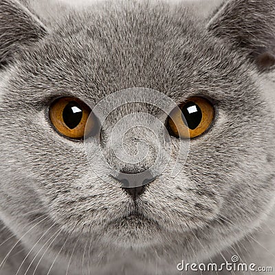 Close-up of British Shorthair Cat Stock Photo