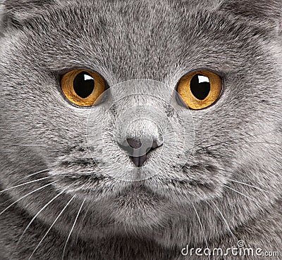Close-up of British Shorthair cat Stock Photo
