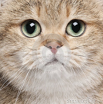 Close-up of British Shorthair cat Stock Photo