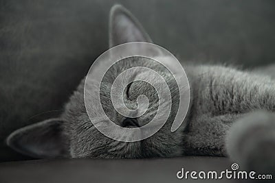 Close up British shorthair cat, blue color Sleeping happily Stock Photo