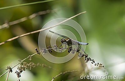 Close up of a Broad-bodied Chaser - Libellula depressa resting on a dead flower stem. 6 Stock Photo