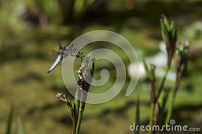 Close up of a Broad-bodied Chaser - Libellula depressa resting on an Iris stem. 3 Stock Photo