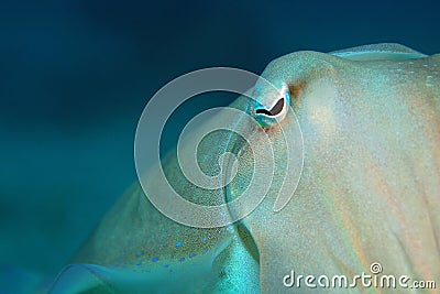 Broadclub Cuttlefish Close-up Stock Photo