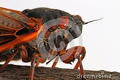 Close-up of Brood V Periodical Cicada Stock Photo