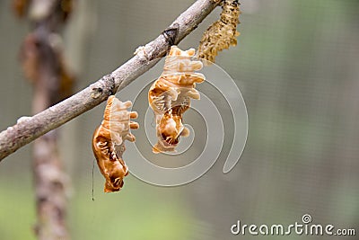Close up brown Butterfly pupa worm on branch Stock Photo