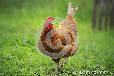 Close up brown chicken in green field livestock farm Stock Photo