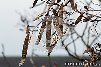 Close up of a brown color 'Robinia pseudoacacia' seed pod against a bright nature background Stock Photo