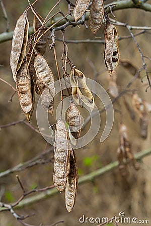 Close up of a brown color 'Robinia pseudoacacia' seed pod against a bright nature background Stock Photo