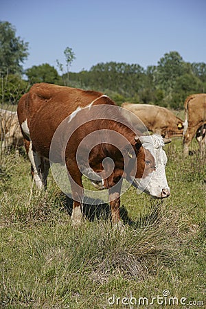 Close up of a brown cow. in the background a herd of cows grazes in the meadow. keeping cattle outdoors. Blue sky with clouds. Stock Photo