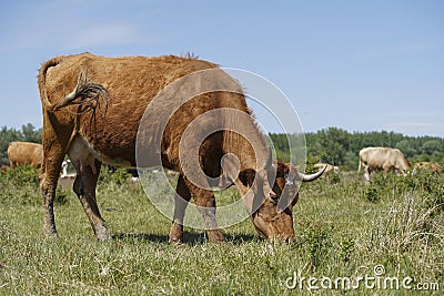 Close up of a brown cow. in the background a herd of cows grazes in the meadow. keeping cattle outdoors. Stock Photo