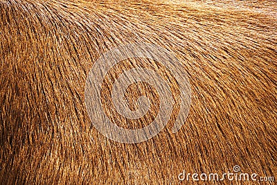 Close-up of brown cowhide Stock Photo