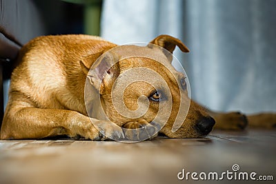 Brown dog lying on floor Stock Photo