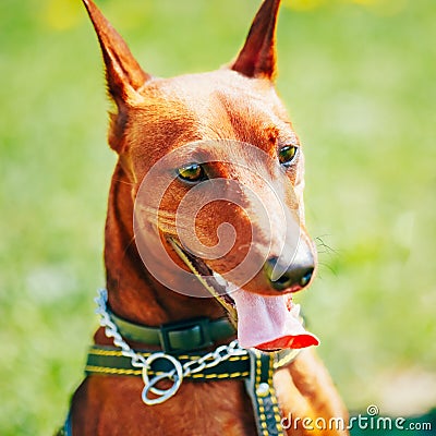 Close Up Brown Dog Miniature Pinscher Head Stock Photo