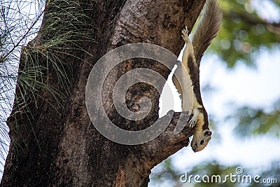Close up Brown Finlayson's squirrel or Variable squirrel found in gardens Stock Photo