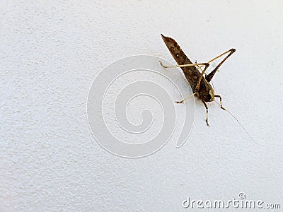 Close up brown grasshopper hanging wall Stock Photo