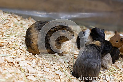 Close-up of a brown guinea pig with babies. Stock Photo