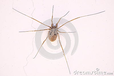 Harvestman Stock Photo