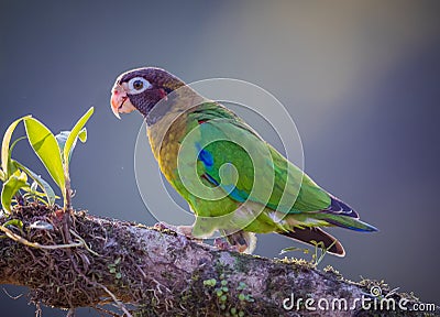 Close up of a brown-hooded parrot walking up tree limb Stock Photo