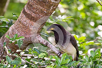 Psilorhinus morio - brown Jay Stock Photo