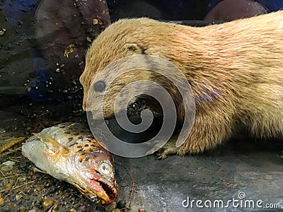 Close up of a Brown Otter with a fish head Stock Photo