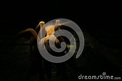 Close up of a brown, reddish colored tarantula with hairy legs and many eyes with a black background for copyspace Stock Photo