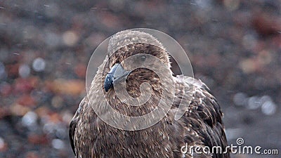 Close up of a brown skua in Antarctica Stock Photo
