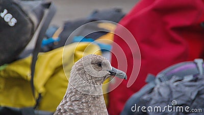 Close up of a brown skua by gear bags in Antarctica Stock Photo