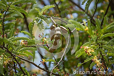 Brown tamarine fruit on tree with small flower Stock Photo