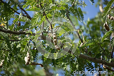 Brown tamarine fruit on tree with small flower Stock Photo