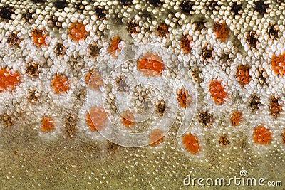 Close-up of brown trout scales Stock Photo
