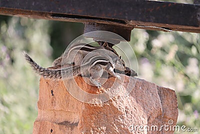 Close up of brown two love squirrels in romantic mod on red stone in nature Stock Photo