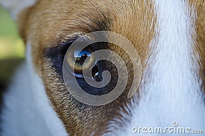 Photographer selfie reflection in puppy dogs eyeball Stock Photo