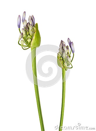 Close up - Bud of Agapanthus flower `Lily of the Nile`, also called African Blue Lily flower, in purple-blue shade Stock Photo