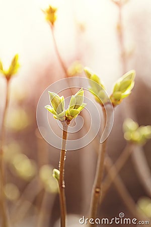 Close up bud of lilac at early spring, macro Stock Photo