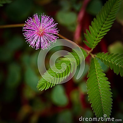 Close-up of the bud of a vibrant flower Stock Photo