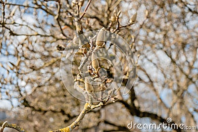 Close-up of the budding branches of a magnolia tree showing the early signs of spring as fresh buds appear, emphasizing the cycle Stock Photo
