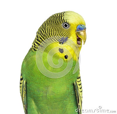 Close-up of Budgie with beak open on white background Stock Photo