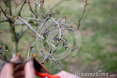 Close up on buds and just cut off a twig on a tree. Buds will bloom soon. The picture also shows the hand of a worker cutting Stock Photo