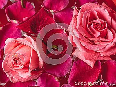Close-up buds pink Rose with water drops and petals Stock Photo