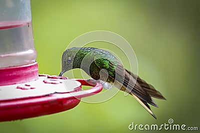 Close-up of a Buff-tailed coronet hummingbird , (boissonneaua flavescens) perched on a red sugar feeder against Stock Photo