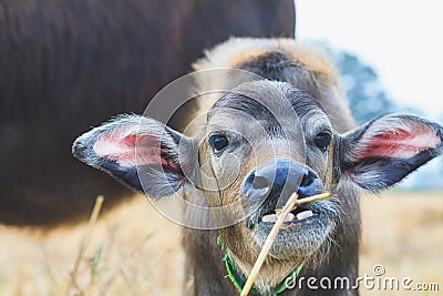 Close up a buffalo calf Stock Photo