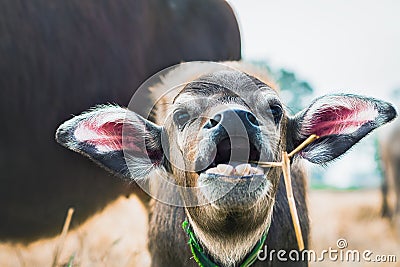 Close up a buffalo calf eating food Stock Photo