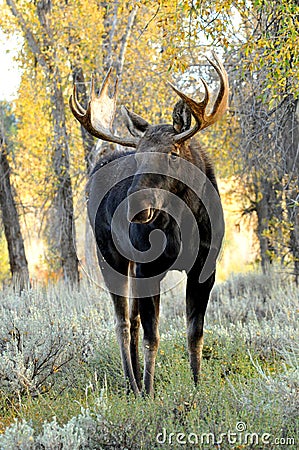 Close up Bull Moose antlered standing in sagebrush. Stock Photo