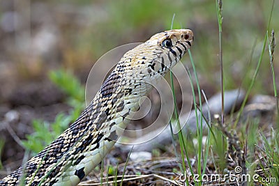 Close up of a bull snake hunting prey Stock Photo